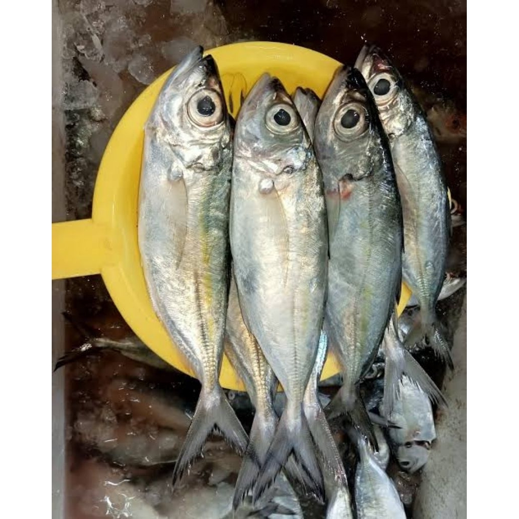 

ikan kembung mata belo 500 gram 1 kg