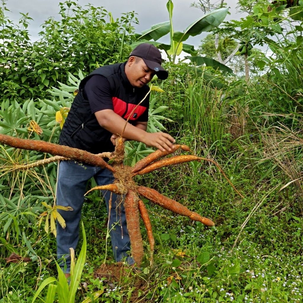 

UBI SINGKONG MUDA FRSH | UBI KAYU | KETELA POHON Untuk Berbagai Macam OLAHAN dan MAKANAN