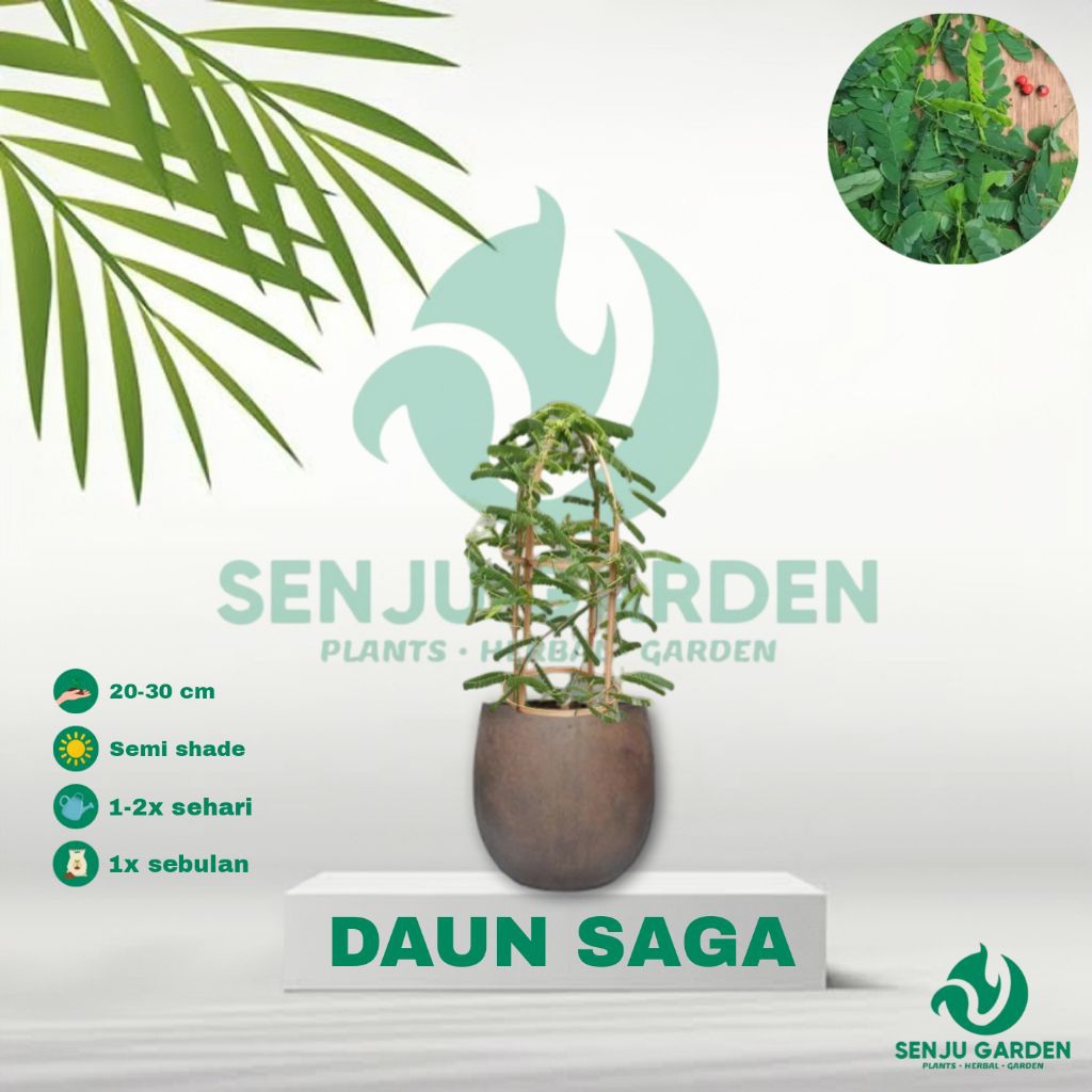 TANAMAN HERBAL DAUN SAGA/ bibit tanaman herbal daun saga