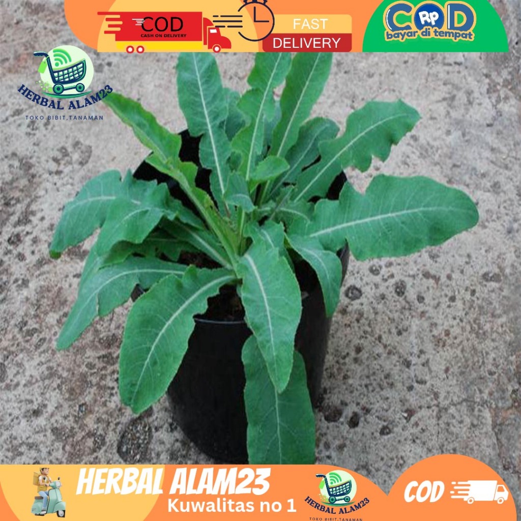 

Daun Tempuyung Segar 250Gram Obat Herbal Camawakn