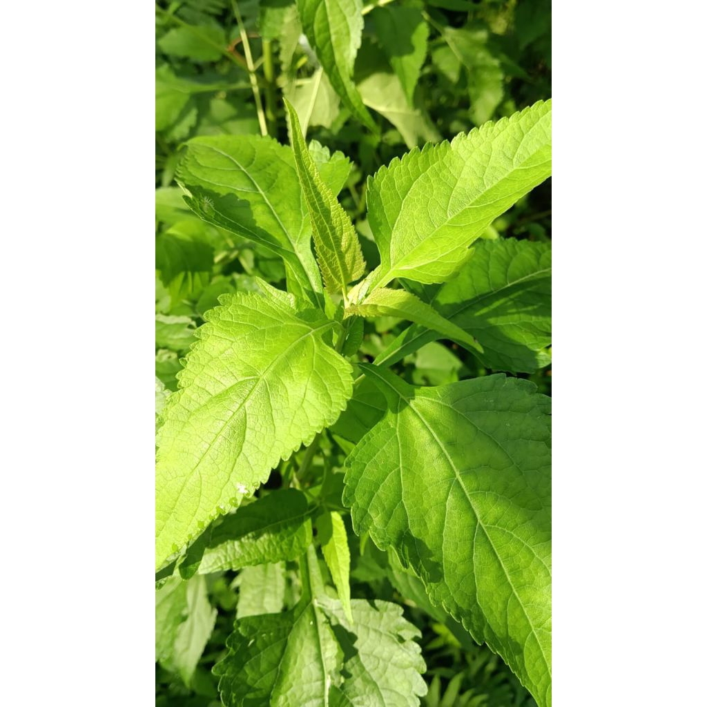 

daun kirinyuh atau meringgo segar per 100 lembar
