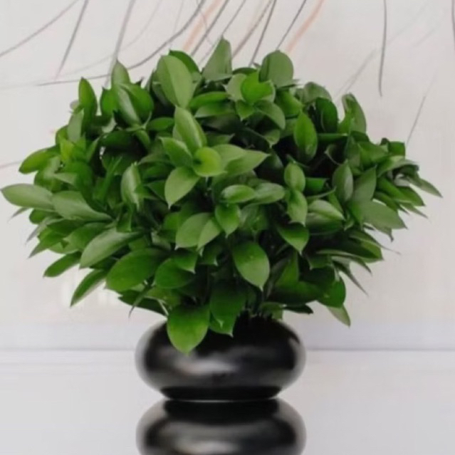 bibit tanaman bunga potong daun ruskus bunga segar bahan bouquets