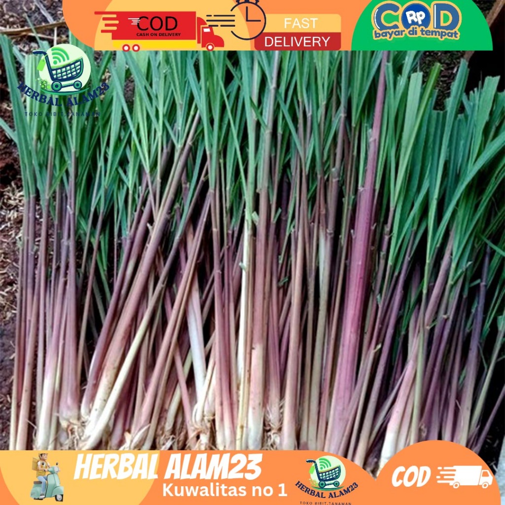 

sereh merah sereh wangi 1 kg