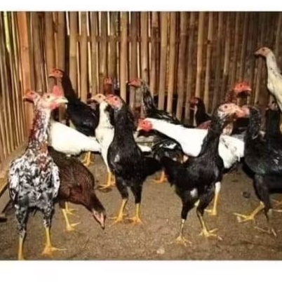 

Ayam Kampung Asli fresh bukan frozen