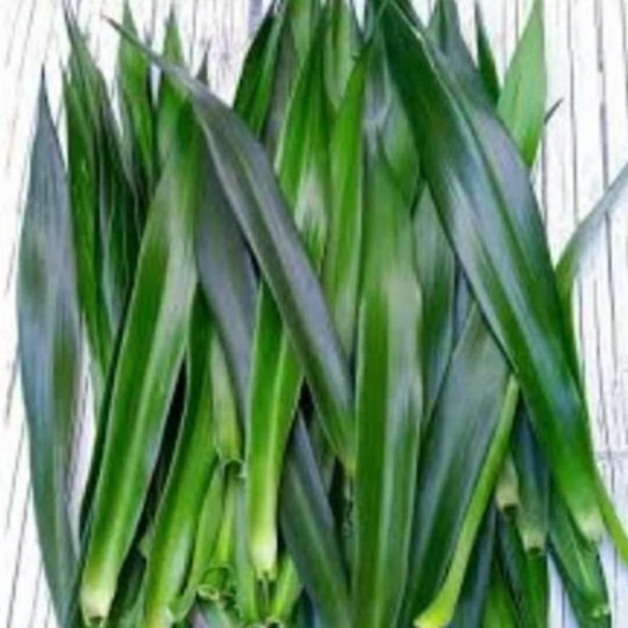 

Daun Suji Segar 50 Lembar – Pewarna Alami Makanan & Herbal Tradisional