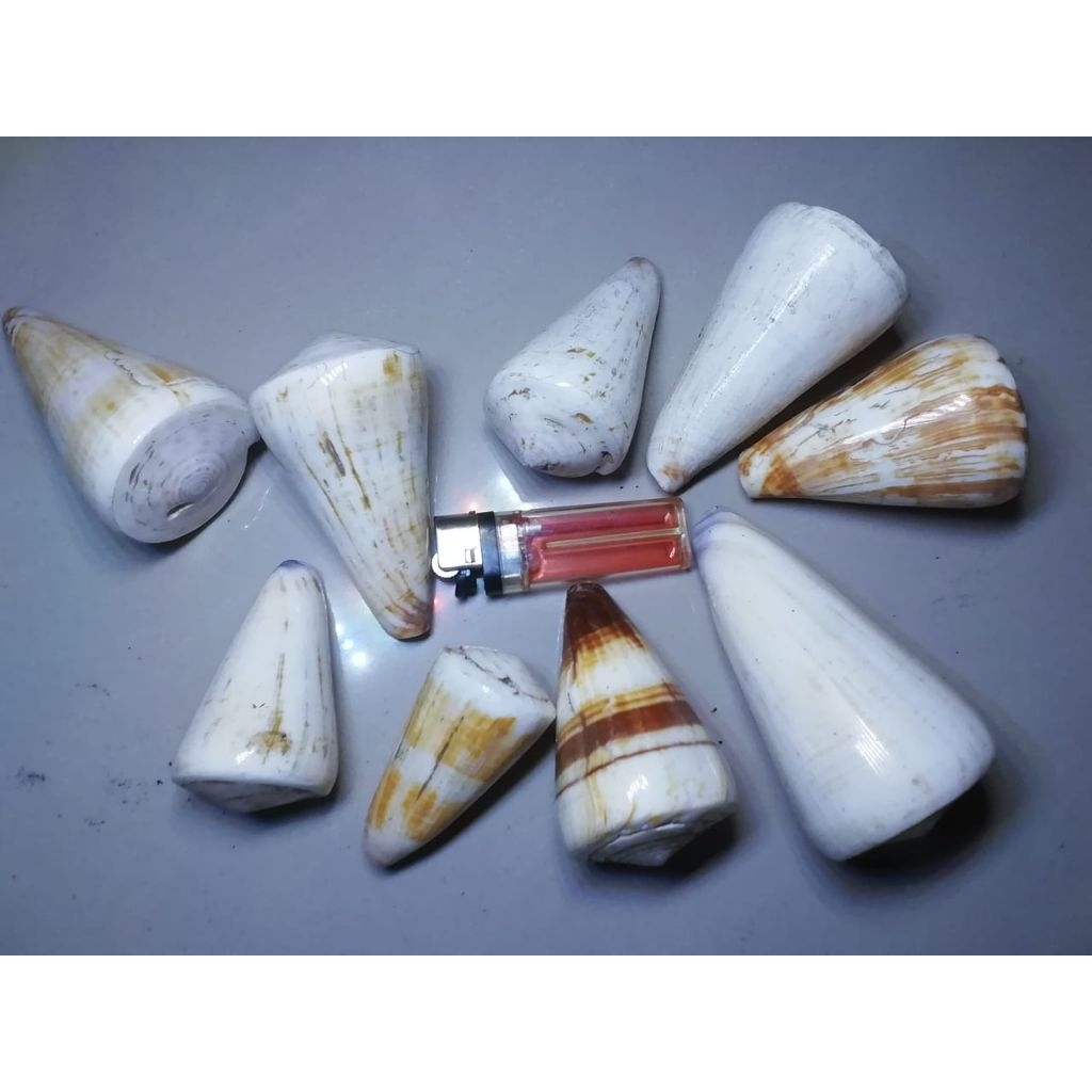 

cangkang kerang conus size +-50gr
