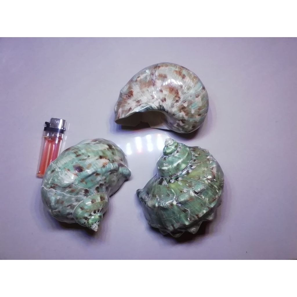

cangkang keong marmoratus poles kilap besar +-170gr