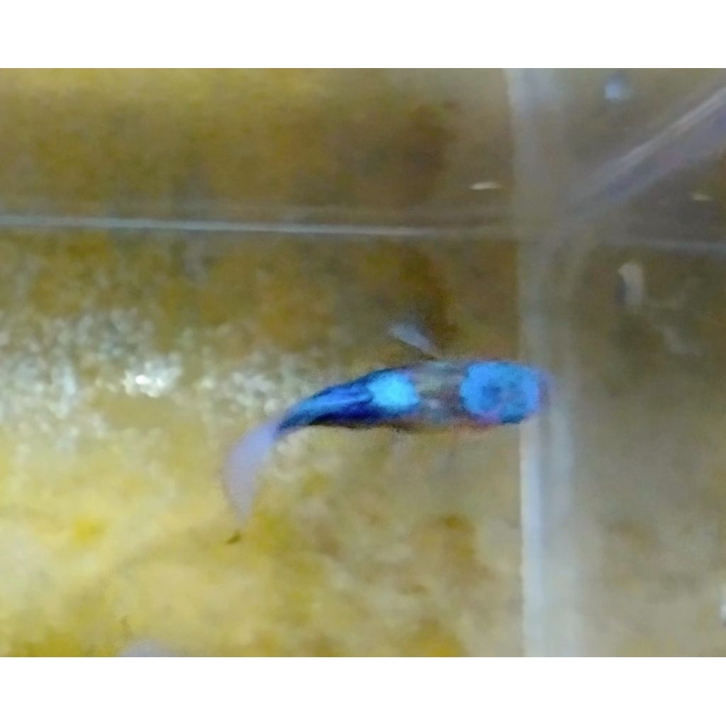 Aksesori-Kolam Tuxedo Short-B0dyy BlueKoi