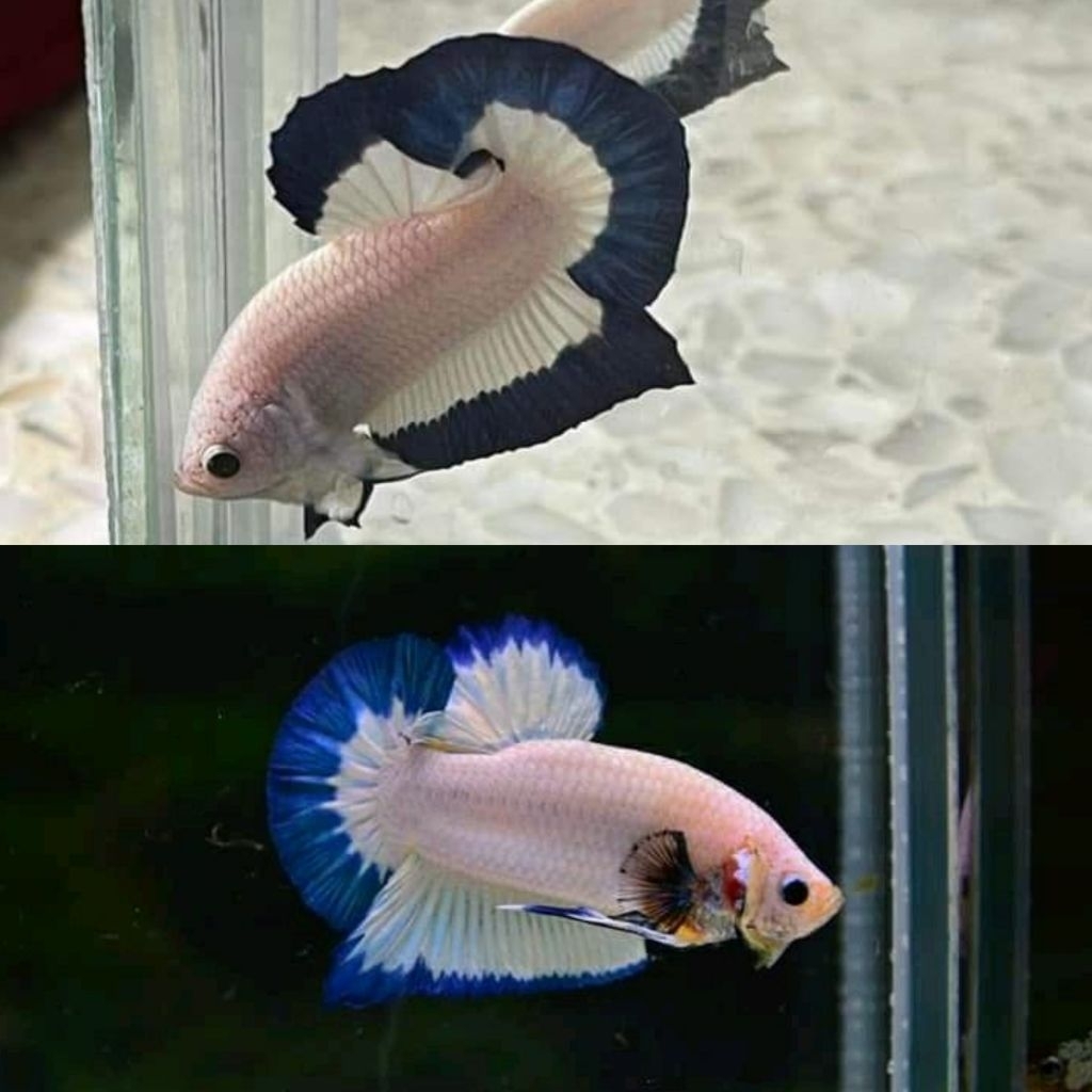 Ikan Hiaa Cupang Bluerim Size M Bluerim Jantan Bluerim Betina Bluerim Sepasang One Pair Hiasan Aquar