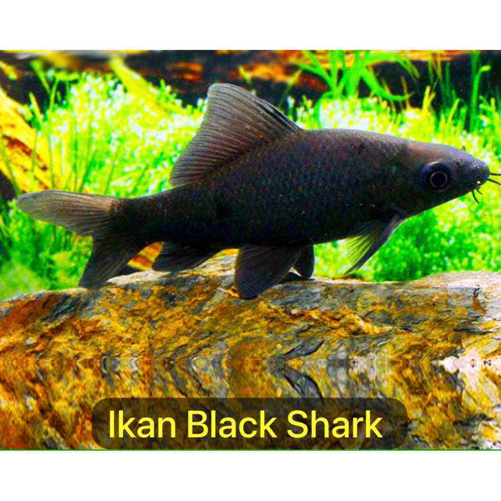 

black shark / papua shark size 10-12 cm