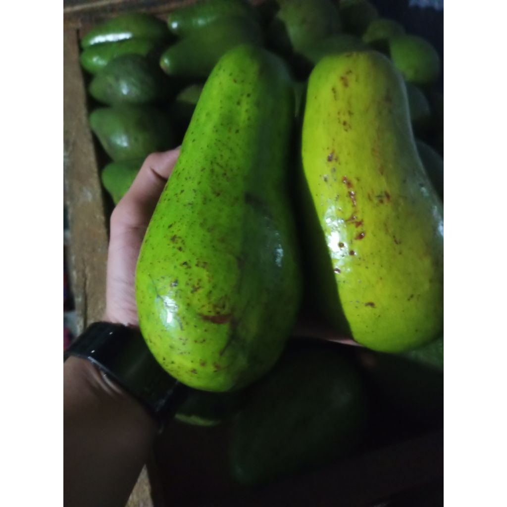 

Alpukat mentega