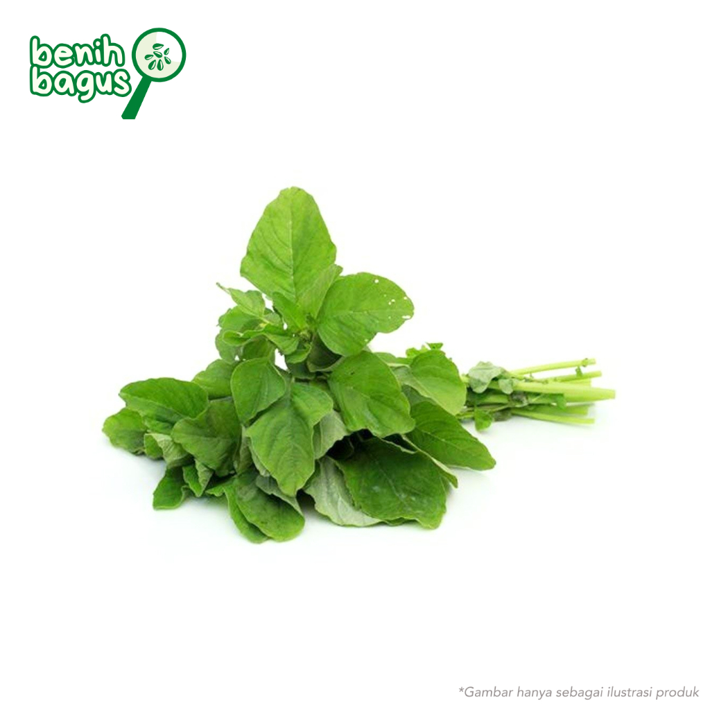 5000 Biji - Benih Bayam Hijau SUPER - Ta Fung