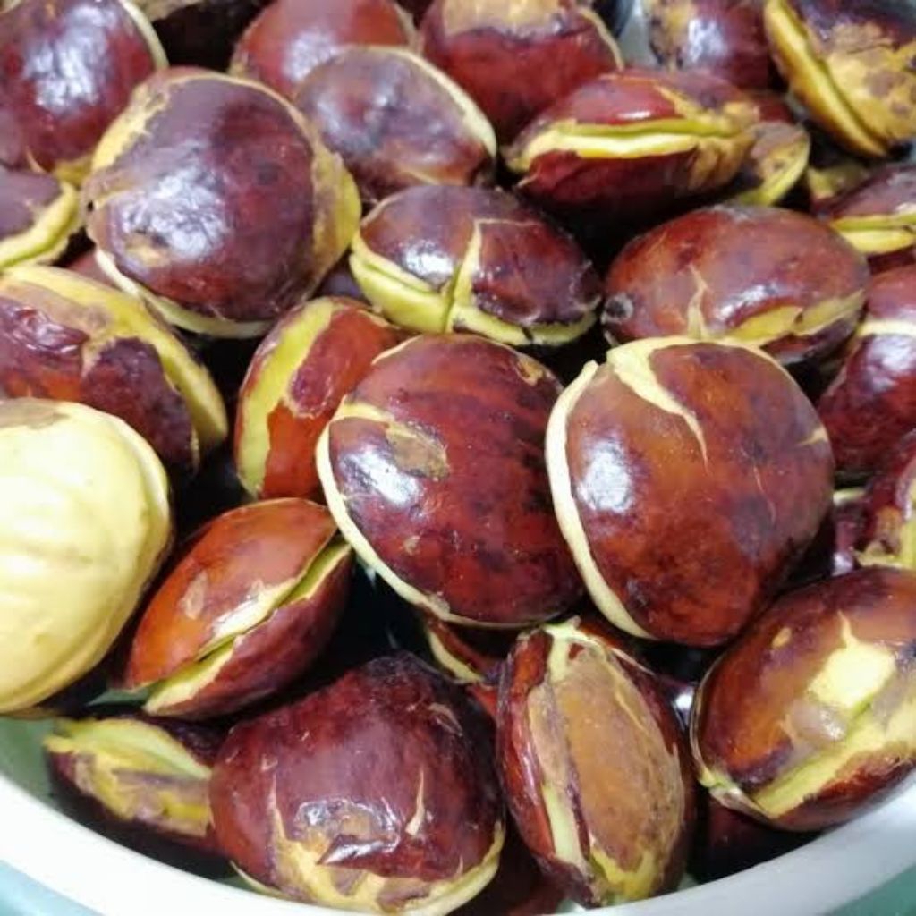 

Jengkol Tua Mentah 250 gram