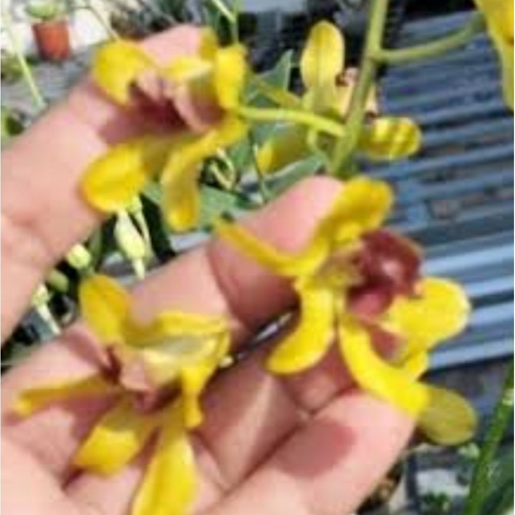 Anggrek Dendrobium Id MVA