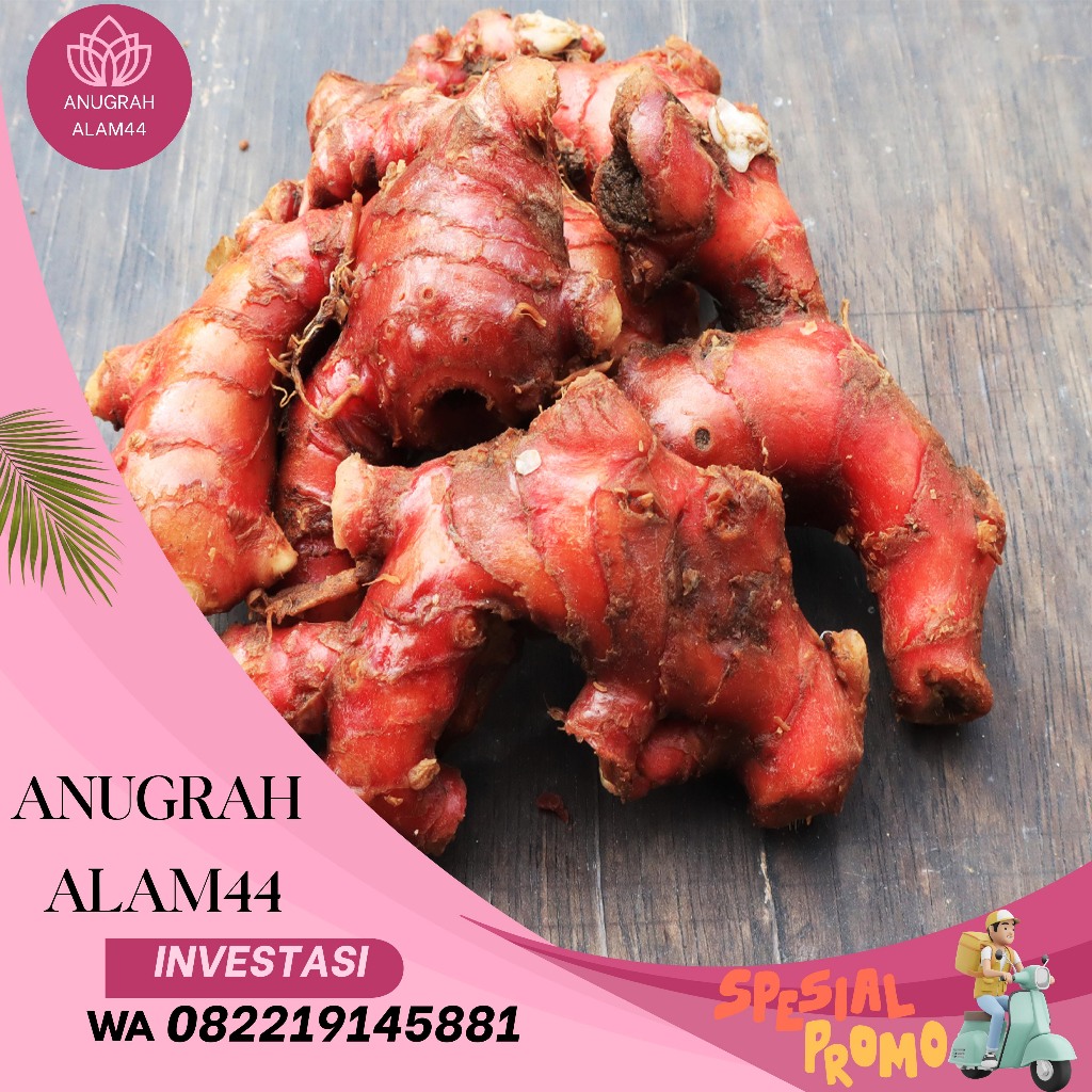 

Jahe Merah / Red Ginger Size Super 1 Kg Sudah Bersih