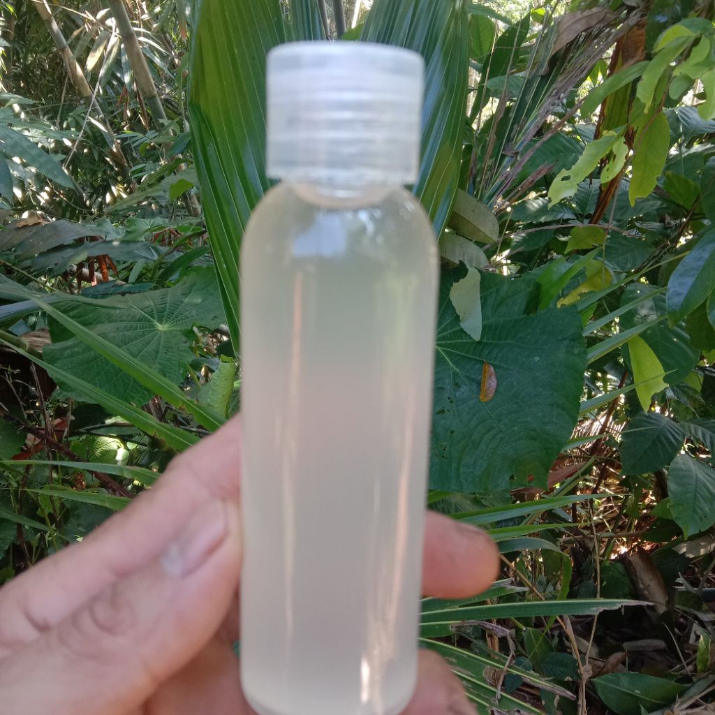 

minyak klentik dijamin asli tanpa tambahan/campuran kemasan botol fliptop