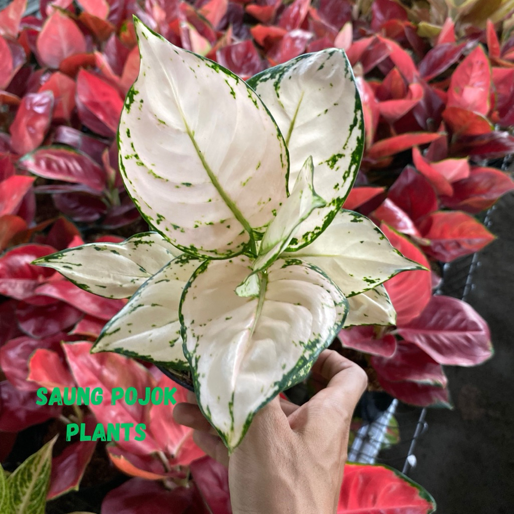 Aglonema Pink Yulia/Tanaman Hias Aglonema Pink yulia