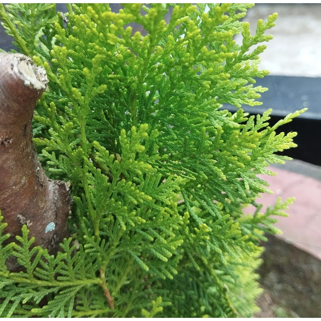 

Daun Cemara segar petik langsung organik-az