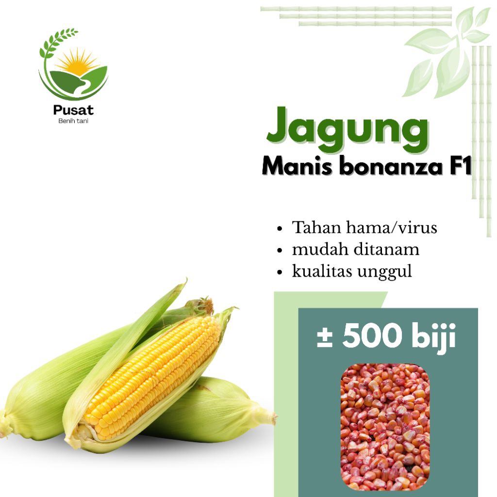 (500 biji) benih jagung manis Bonanza f1