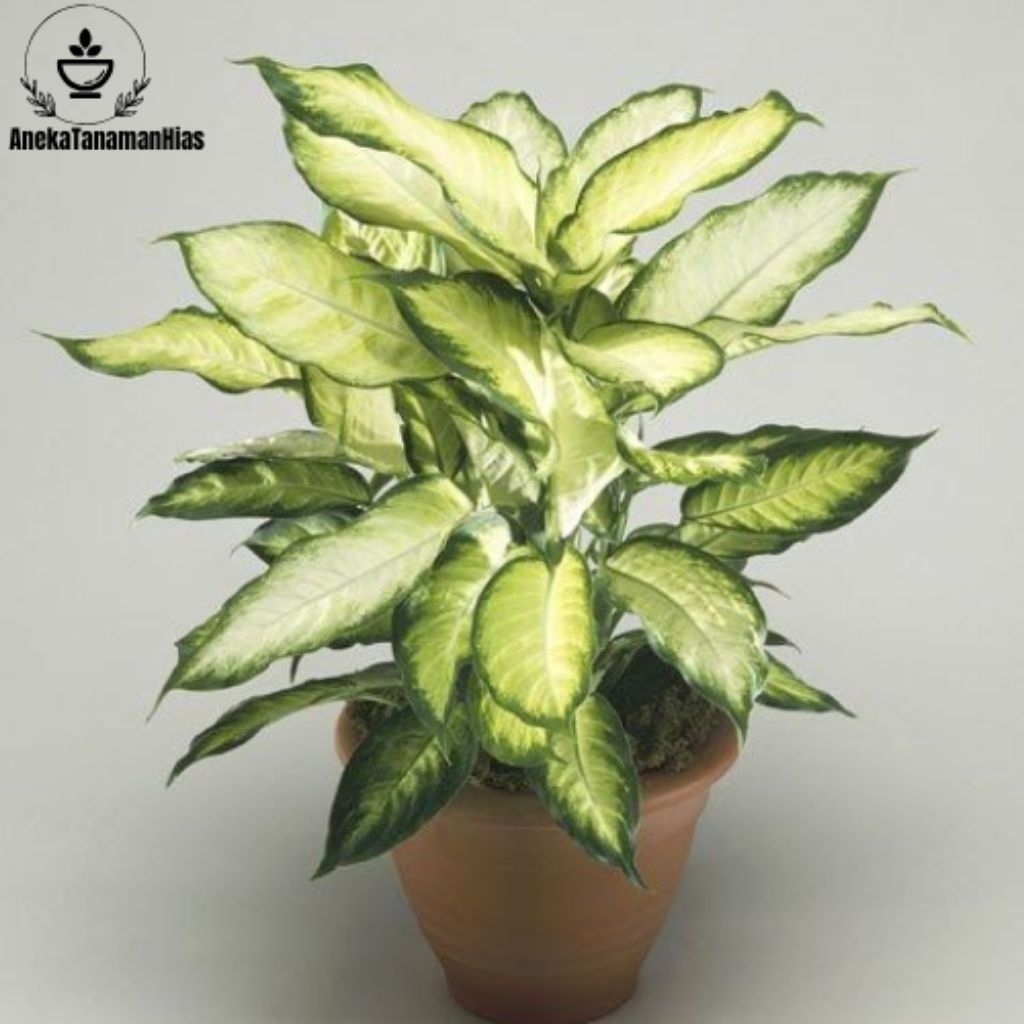 Aglonema Diven Susu Hidup - Tanaman Hias Diven Tisu Termurah