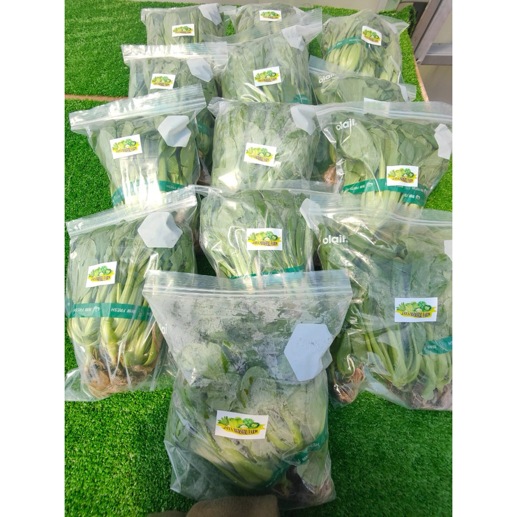 

Sayuran Hydroponik GreenHouse