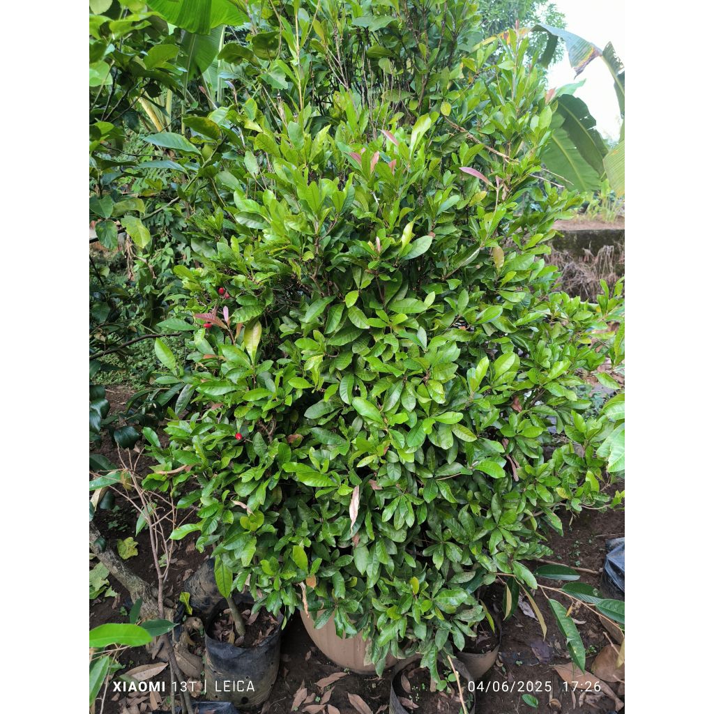 bibit miracle fruit monster (packing kayu)