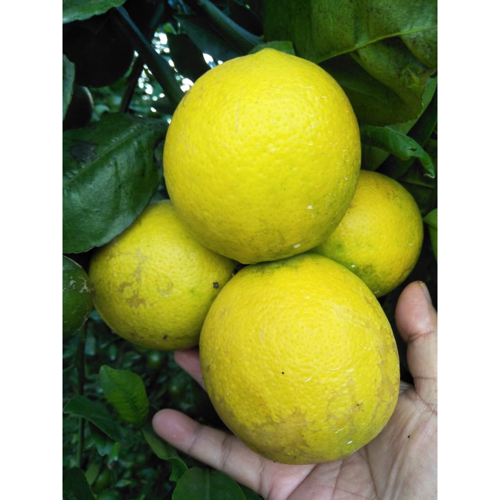 

FRESH LEMON CALIFORNIA GRADE A SUPER