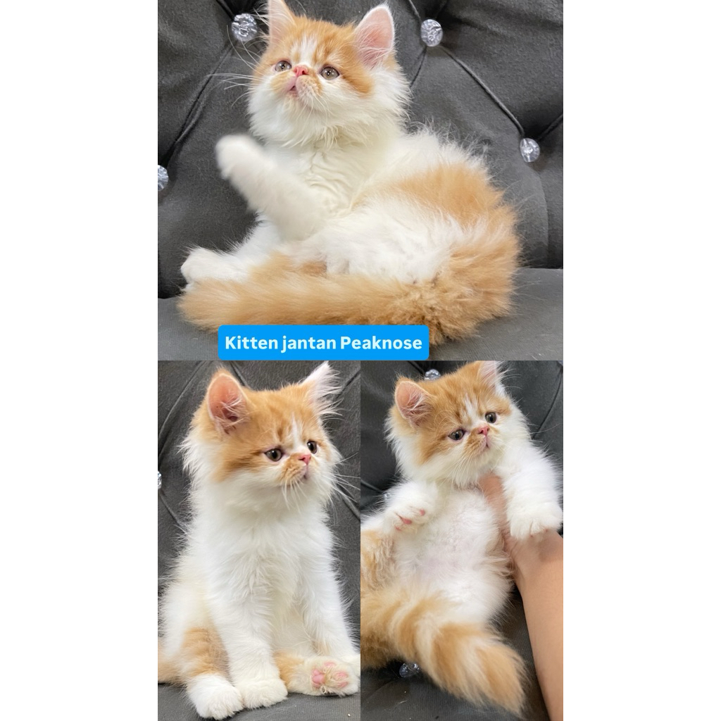 kitten peaknose jantan