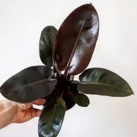 tanaman black cardinal