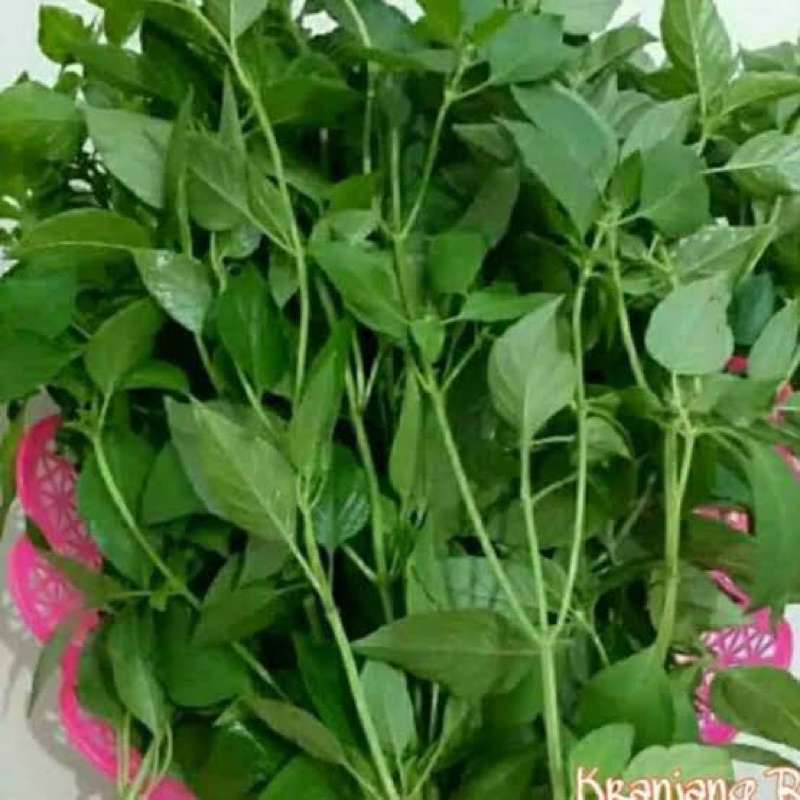 

DAUN KEMANGI SEGAR HARIAN PER IKAT