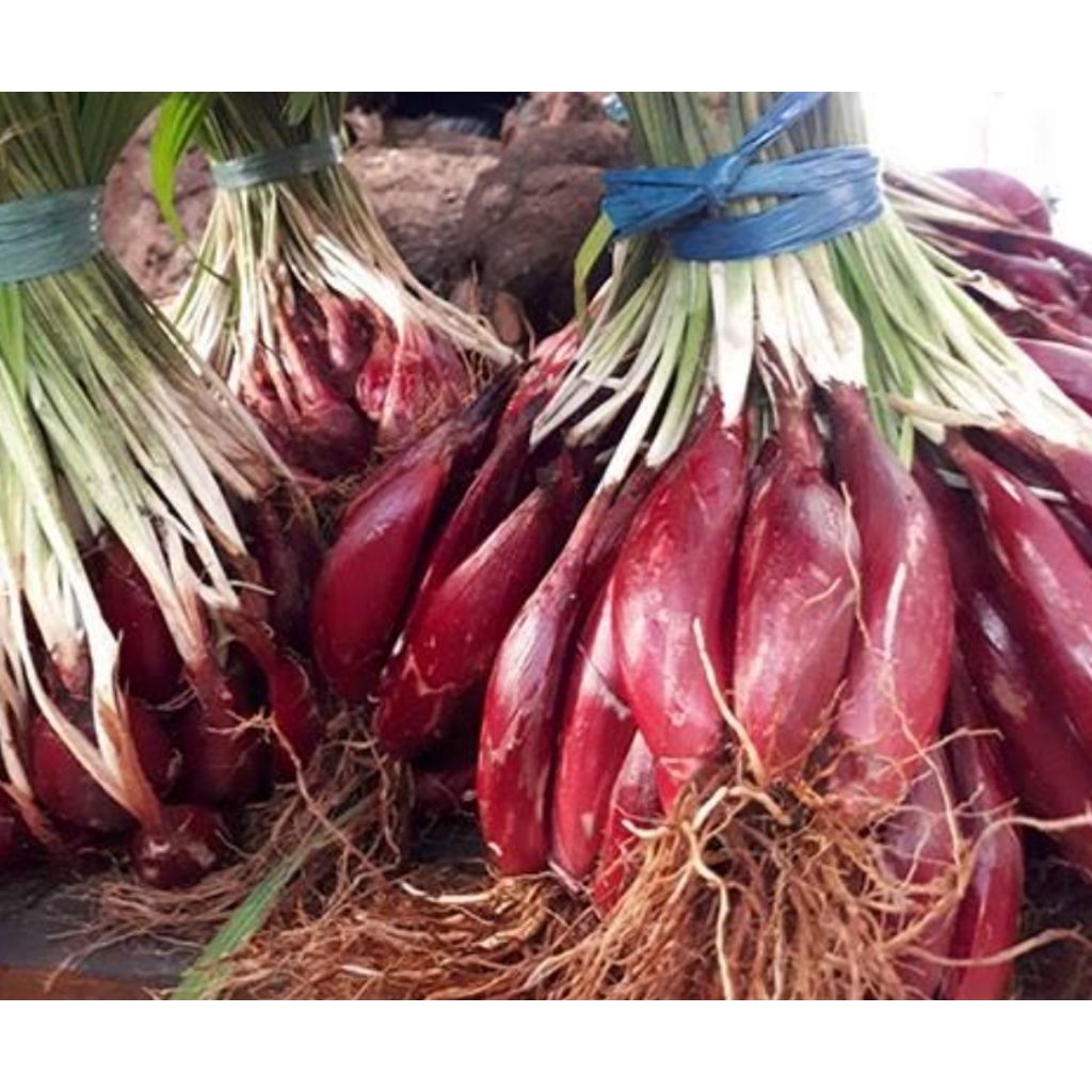 

Bawang Dayak segar organik 500 gram langsung dari kebun