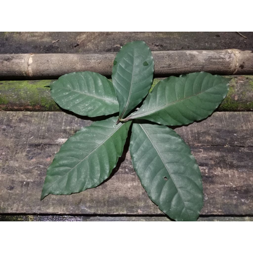 

Daun Ungu (100 lembar)