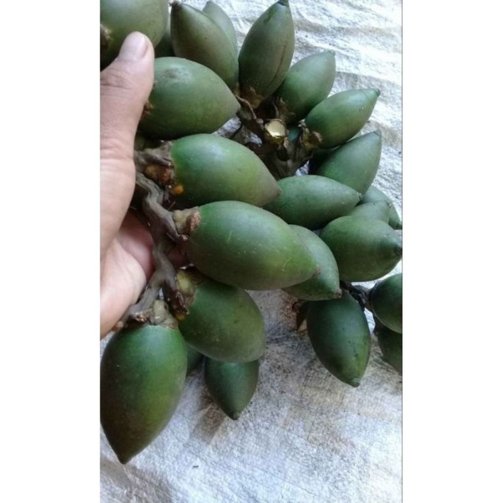 

Termurah Buah Pinang Muda 1kg isi 35
