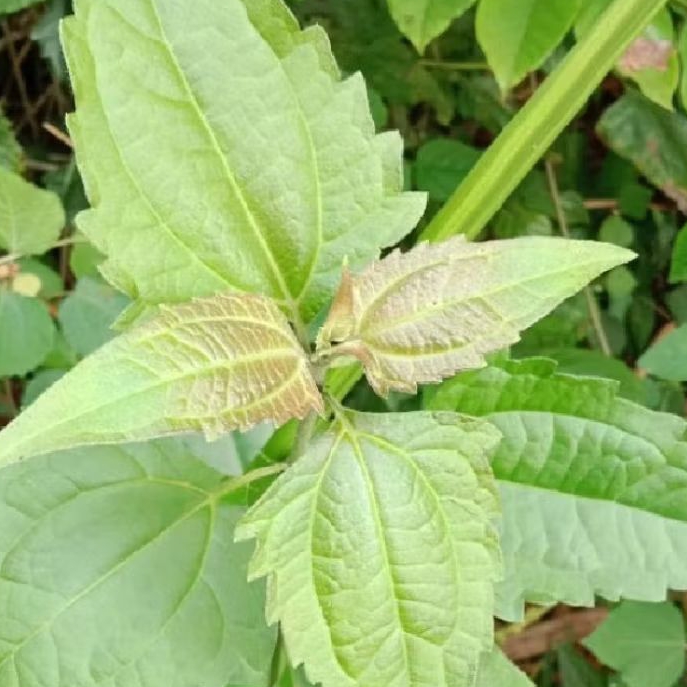 

Daun kirunyuh(daun balajacida)1 kg