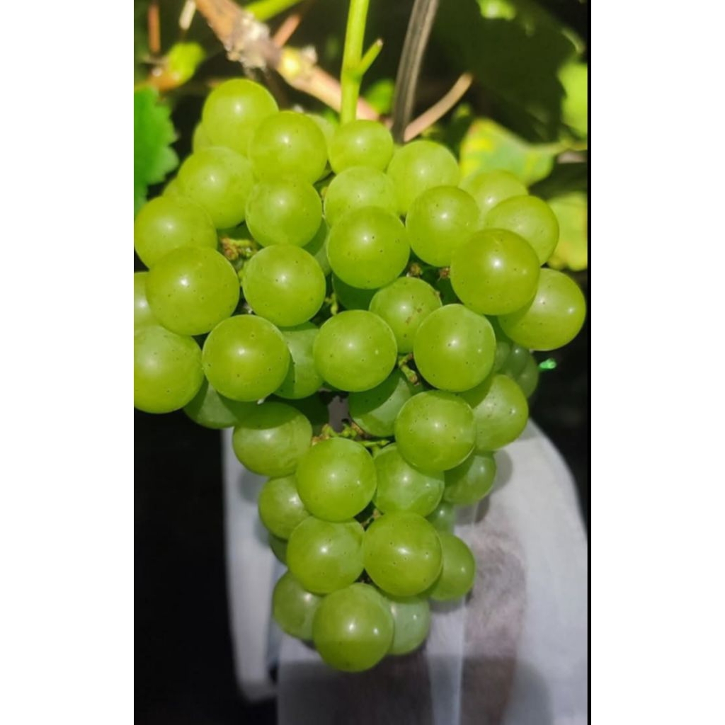 bibit anggur import tamaki