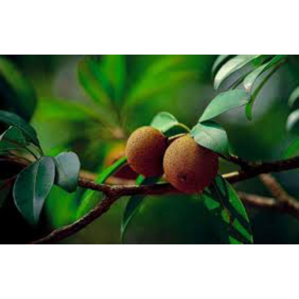 

daun sawo asli pres 300 lembar