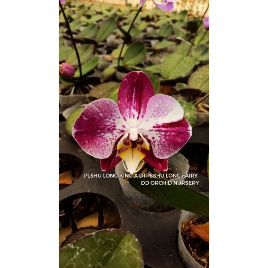 Seedling anggrek bulan