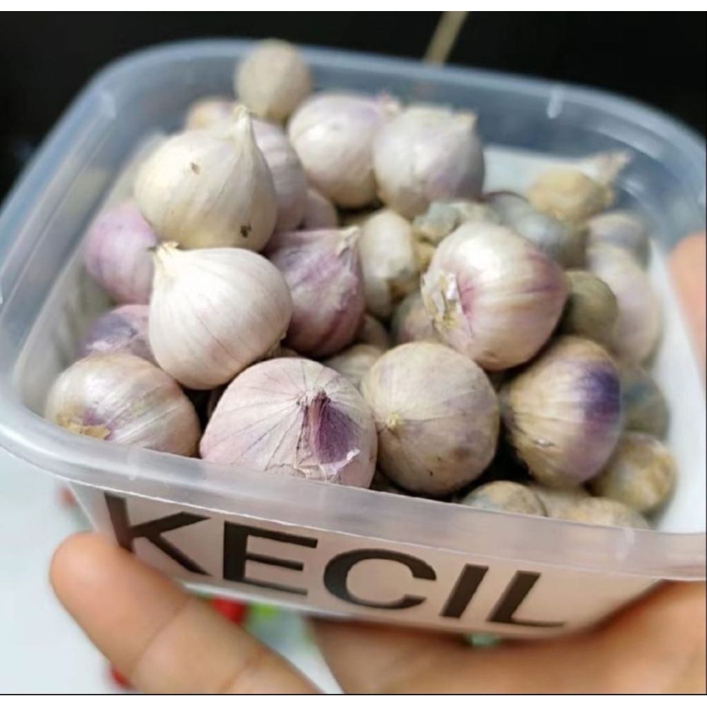 

Bawang putih tunggal size kecil