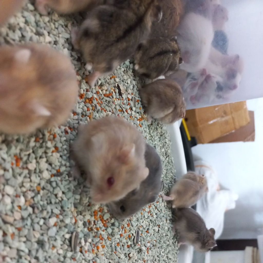 hamster winter white