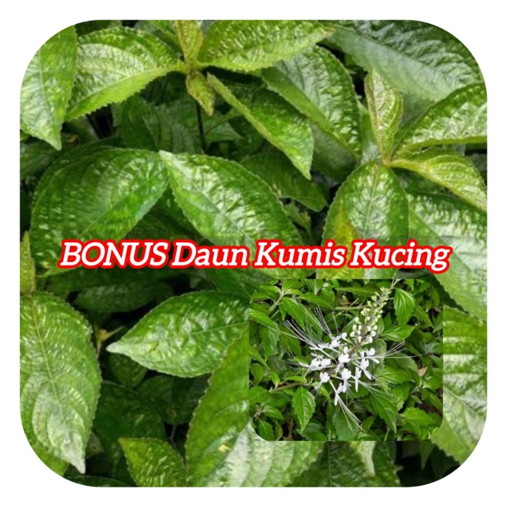 

Daun kejibeling segar daun pecah beling BONUS kumis kucing-az