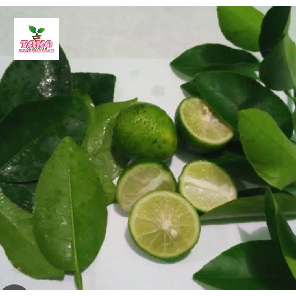 

daun jeruk nipis masak segar