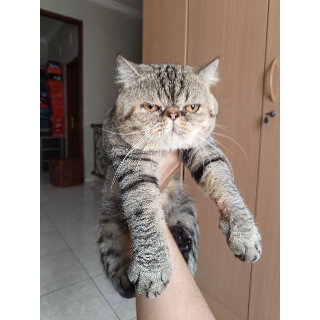kucing jantan peaknose pekenose pignose pesek exo exotic (bulu pendek)