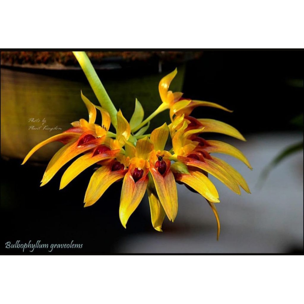 bulbopyllum graviolens /anggek/Orchid/tanaman/garden/kebun