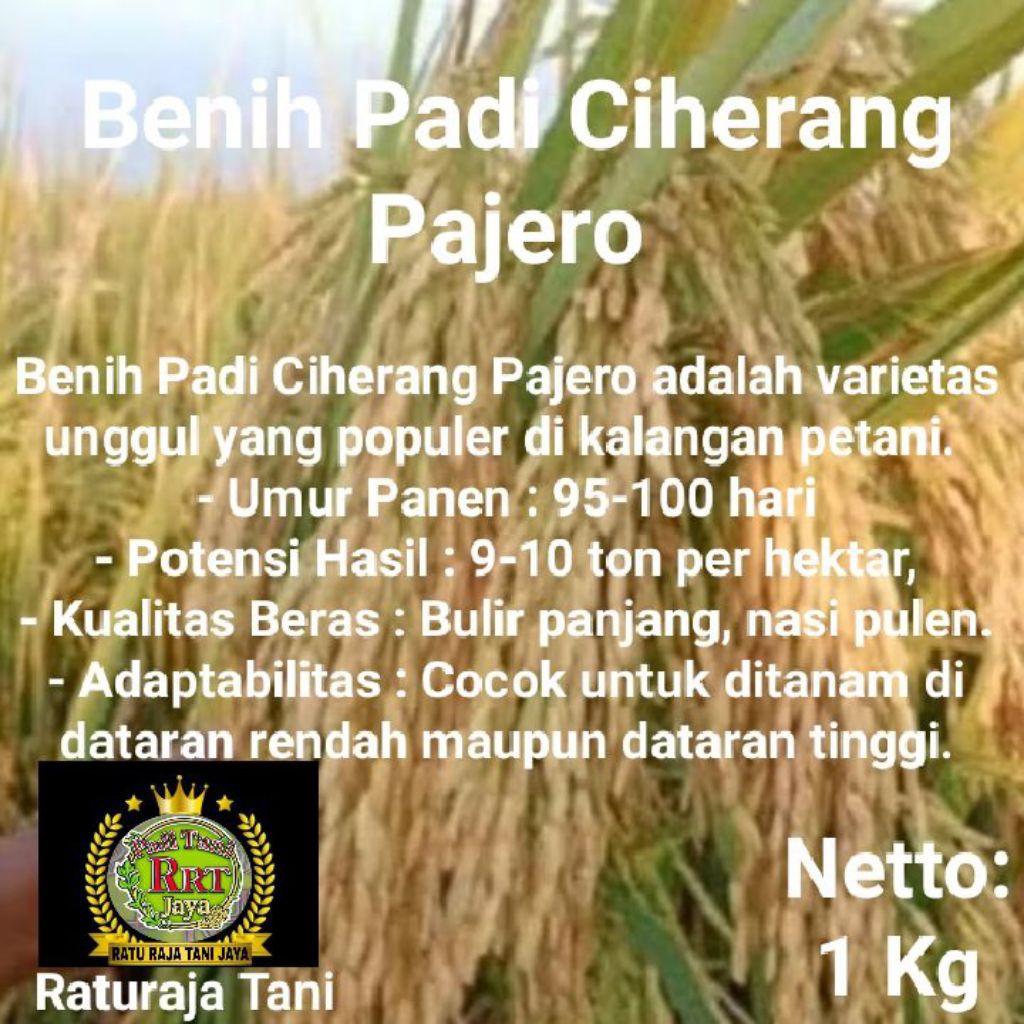 BENIH PADI CIHERANG PAJERO  UNGGUL KUALITAS TERBAIK  kemasan 1kg