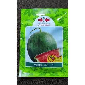 Benih Bibit Semangka Non Biji Amelia F1