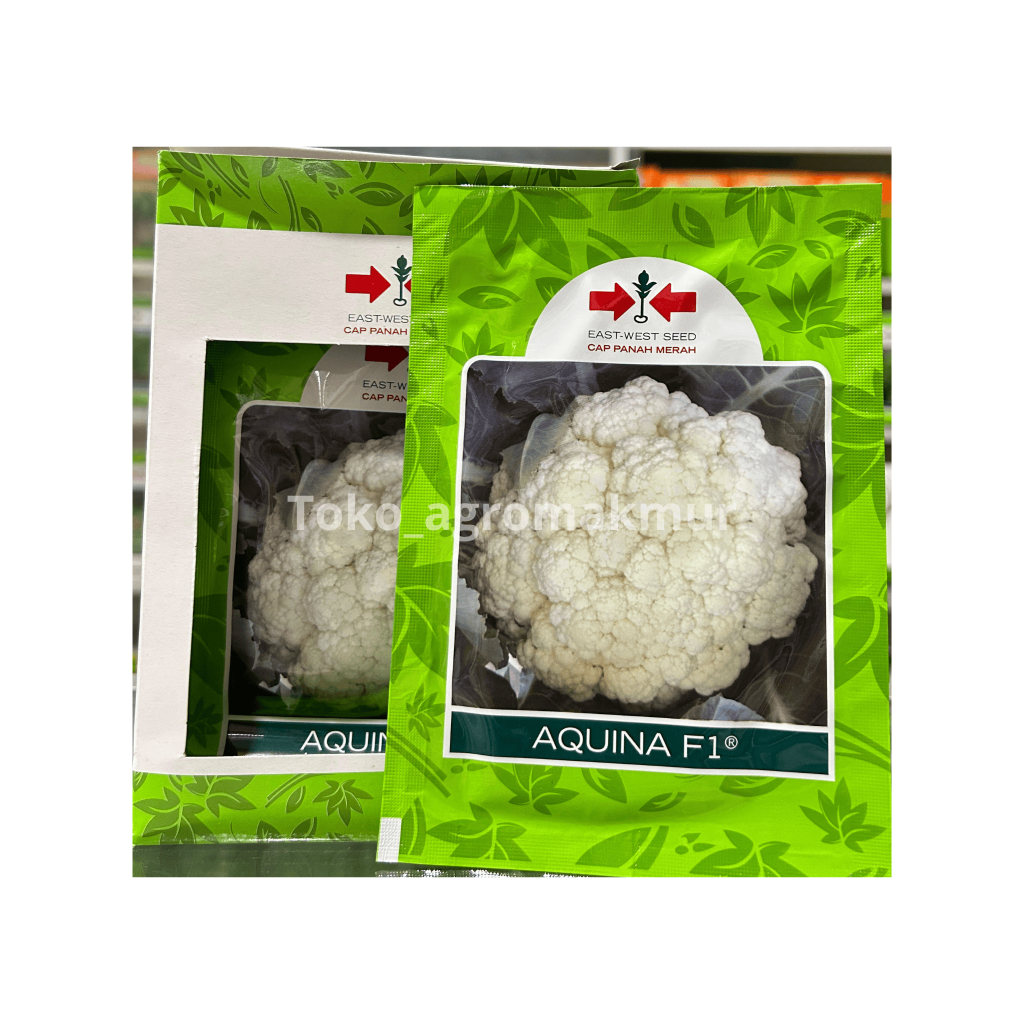Bibit Kembang Kol Aquina Panah Merah