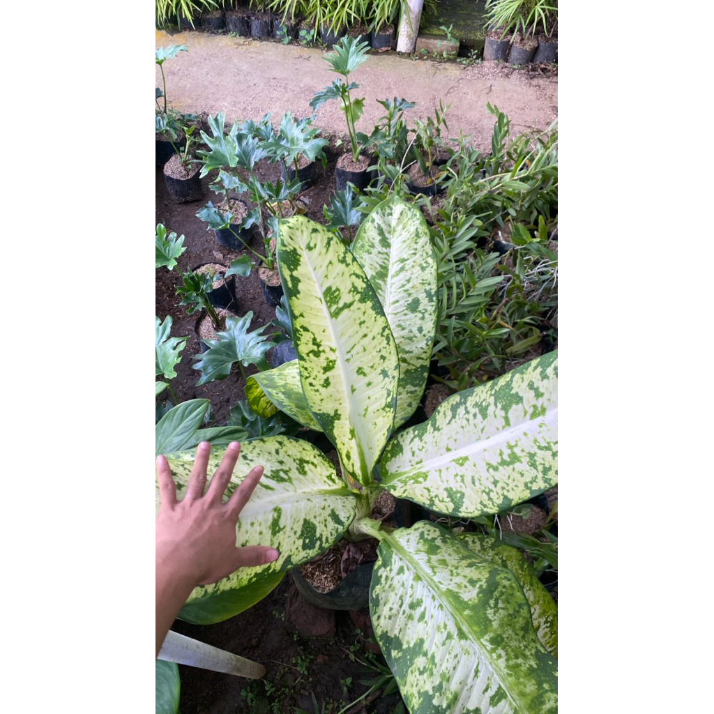 Tanaman Hias Diven Galaxy Super