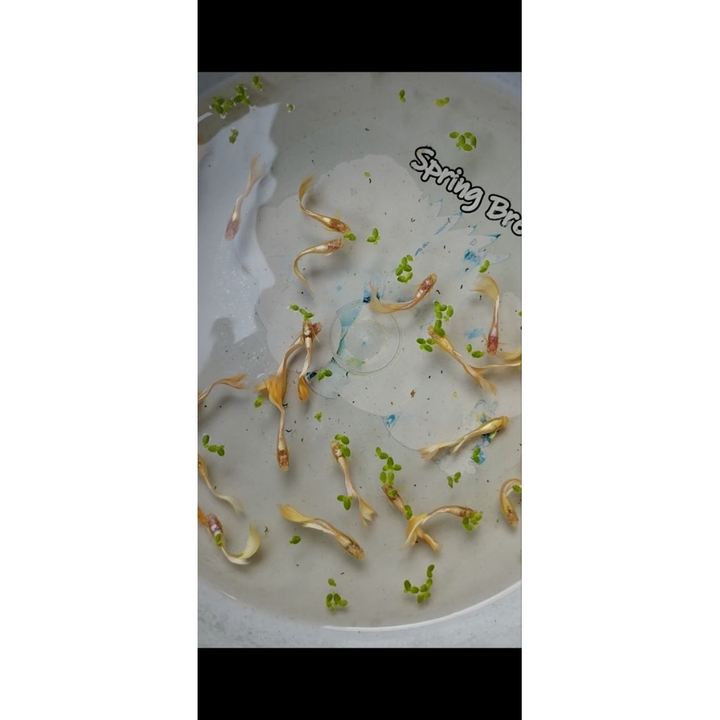 satu pasang guppy albino full gold