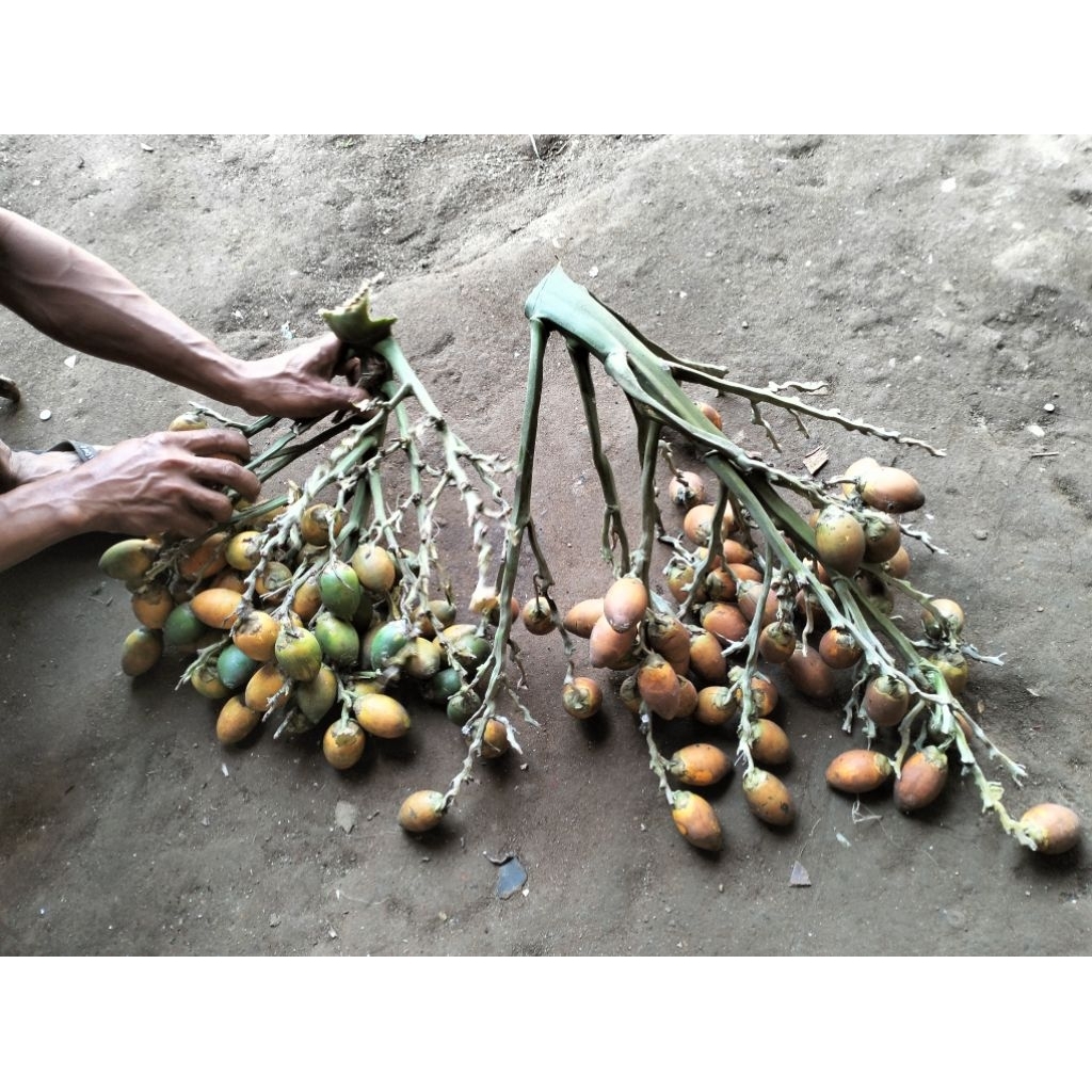 

Pinang Tua 2 Kg 18.000