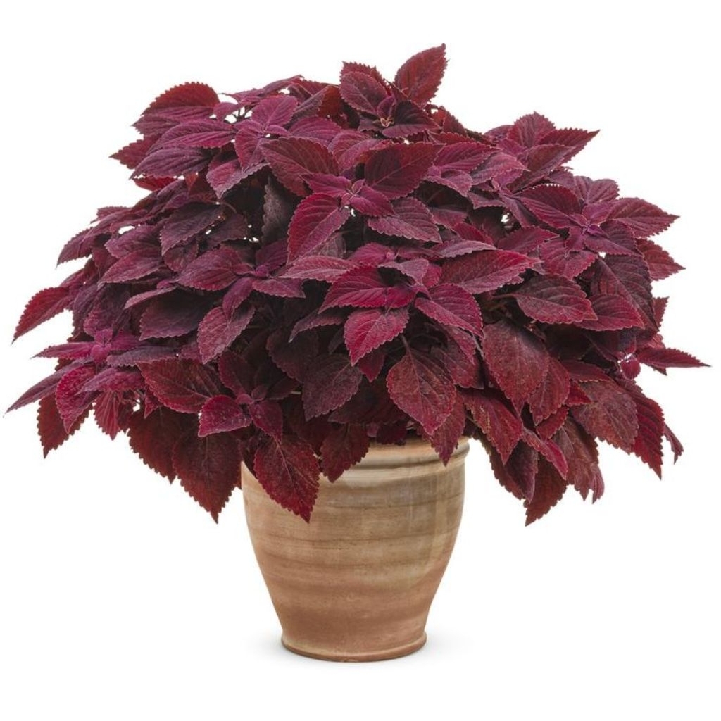 PROMO TANAMAN HIAS MIANA MERAH - TANAMAN MIANA DAUN RIMBUN BERAKAR